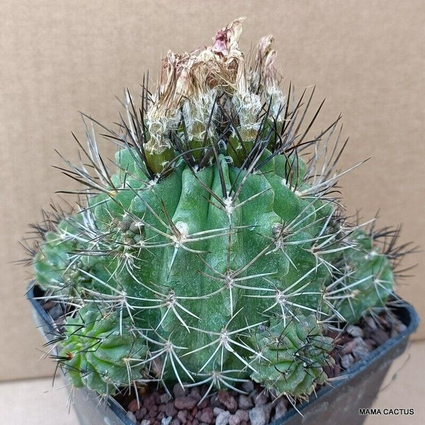 NEOPORTERIA PAUCICOSTATA CLUSTER