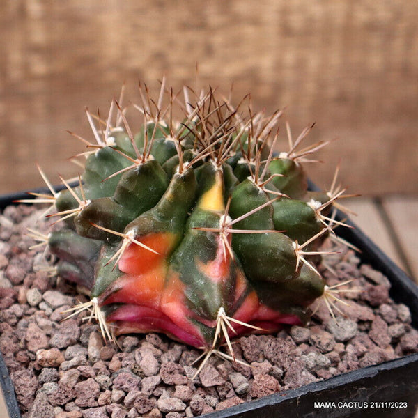 GYMNOCALYCIUM MIHANOVICHII VARIEGATED