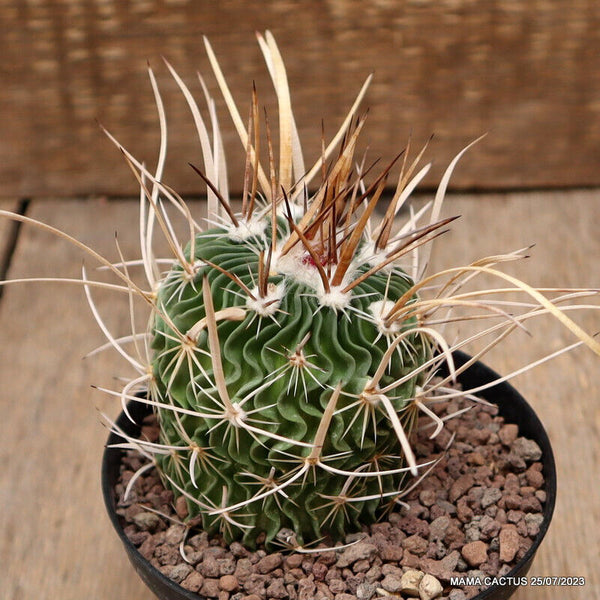 ECHINOFOSSULOCACTUS LAMELLOSUS