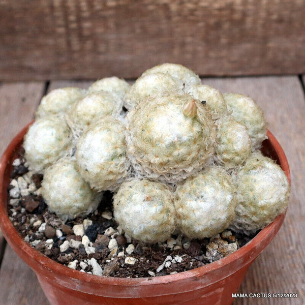 MAMMILLARIA PLUMOSA