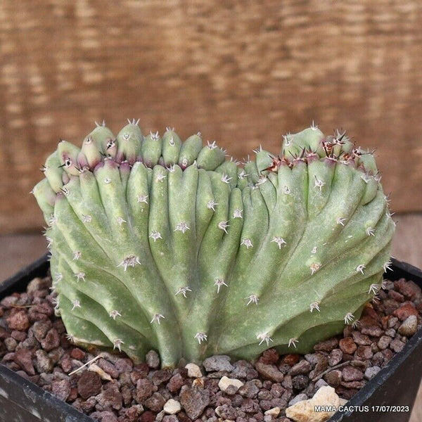 LOPHOCEREUS SCHOTTII CRESTED