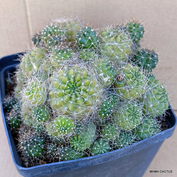 A7745 LOBIVIA LATERITIA V. RUVRIFLORA pot 14 cm H 11 cm W 17,5 cm MaMa Cactus