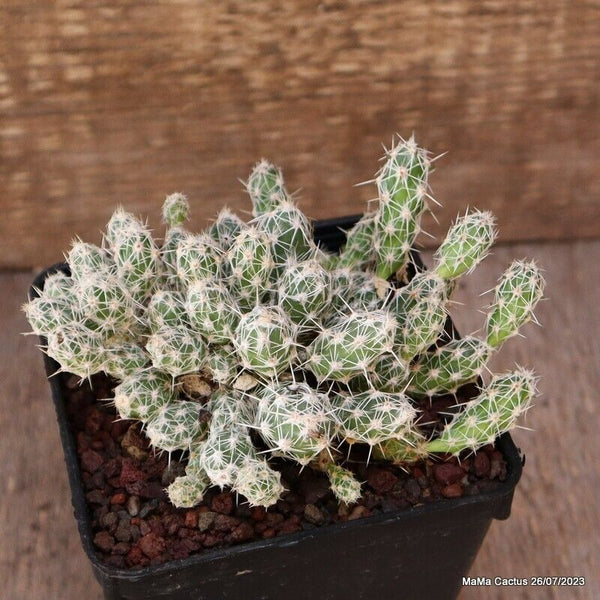 A6688 OPUNTIA BULBISPINA pot9-H7-W12 cm MaMa Cactus