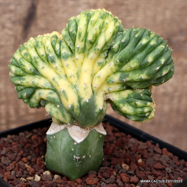 TRICHOCEREUS PACHANOI CRESTED VARIEGATED GRAFTED