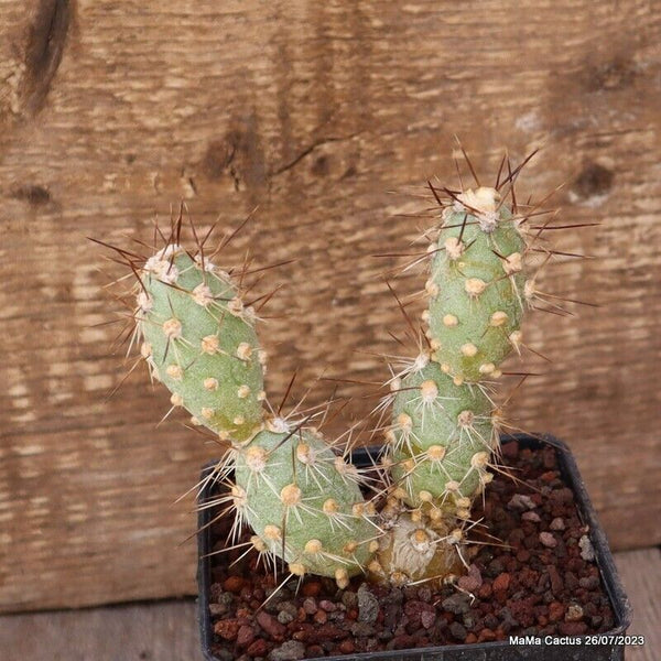 A6703 TEPHROCACTUS SPHAERICUS pot9-H12-W9 cm MaMa Cactus