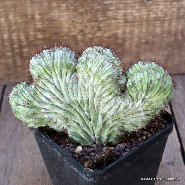 POLASKIA CHICHIPE CRESTED