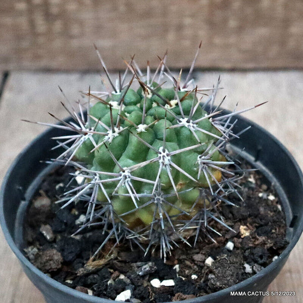 D2808 THELOCACTUS SP. pot12-H7-W6 cm MaMa Cactus