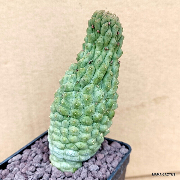 D766 TRICHOCAULON CACTIFORME pot 7 cm H 11 cm W 4,5 cm MaMa Cactus