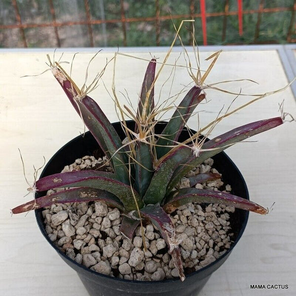 LEUCHTENBERGIA PRINCIPIS