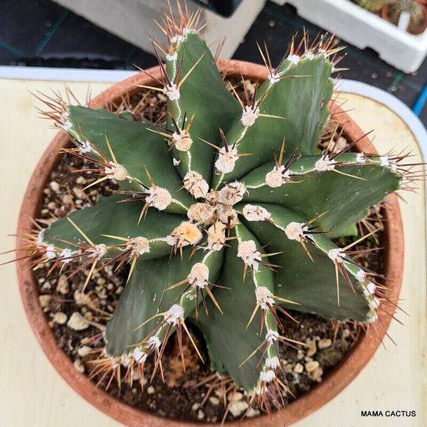 A32 32ASTROPHYTUM ORNATUM VERY OLD pot 25 cm H 17,5 cm W 19 cm MaMa Cactus