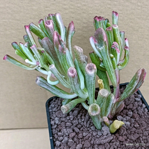 CRASSULA GOLLUM VARIEGATED