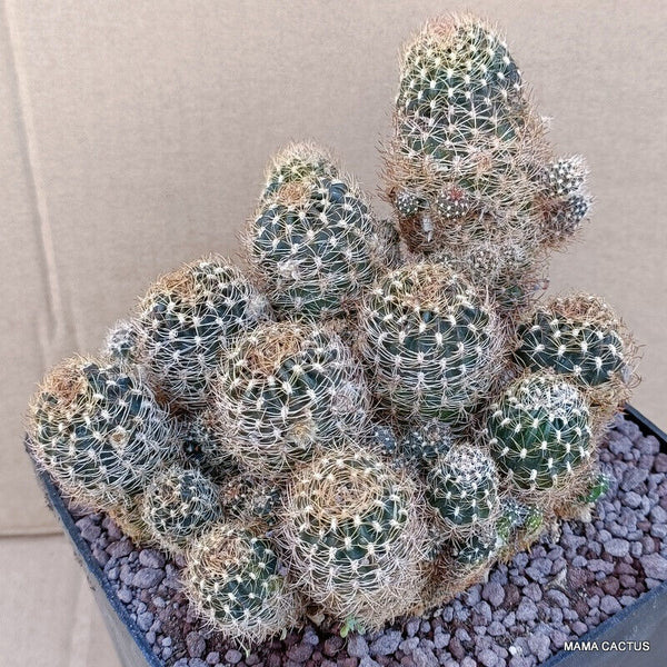 A7709 LOBIVIA ARACHNACHANTHA pot 14 cm H 12 cm W 15 cm MaMa Cactus