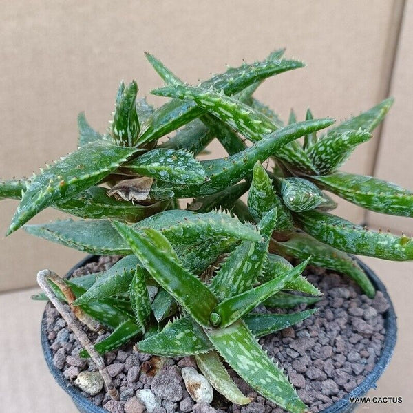 ALOE JUCUNDA