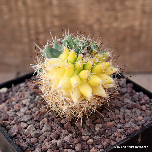 MAMMILLARIA SPINOSISSIMA VARIEGATED