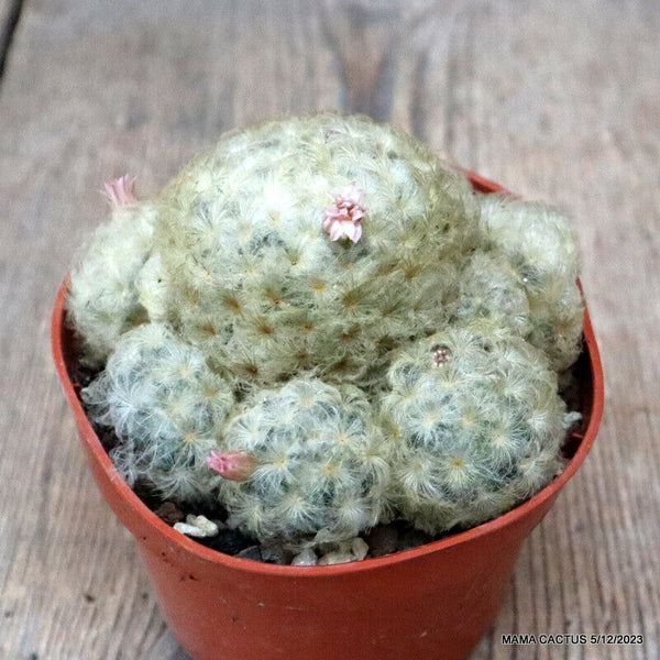 MAMMILLARIA PLUMOSA