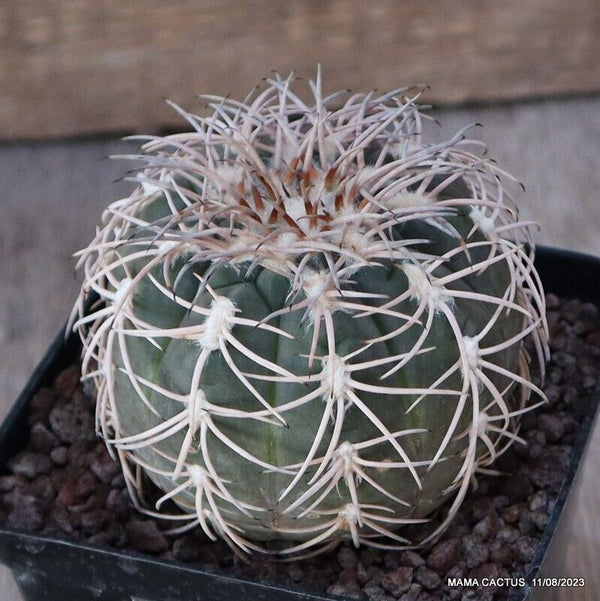 GYMNOCALYCIUM SPEGAZZINII