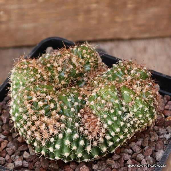 NOTOCACTUS ROSEULUTEUS MONSTER