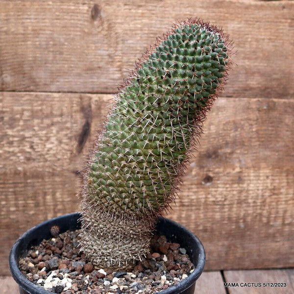 MAMMILLARIA SENILIS