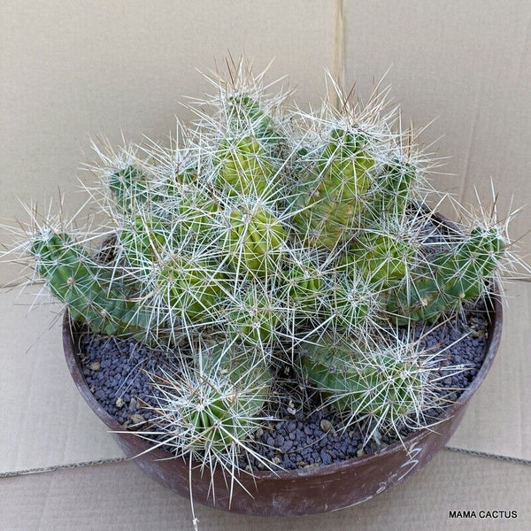 A2770 ECHINOCEREUS STRAMINEUS V. PAUCISPINUS pot 35 cm H 20 cm W 37 cm MaMa Cact