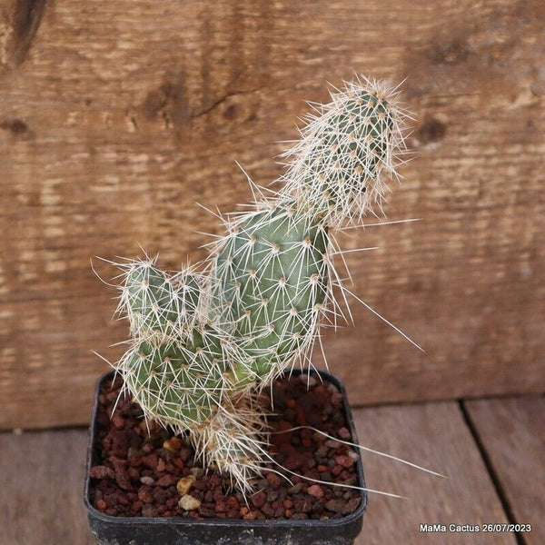 A6702 OPUNTIA HYSTRIX  pot8-H16-W7 cm MaMa Cactus