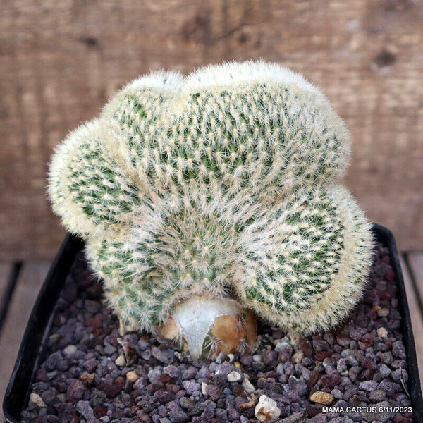 CLEISTOCACTUS STRAUSII CRESTED GRAFTED