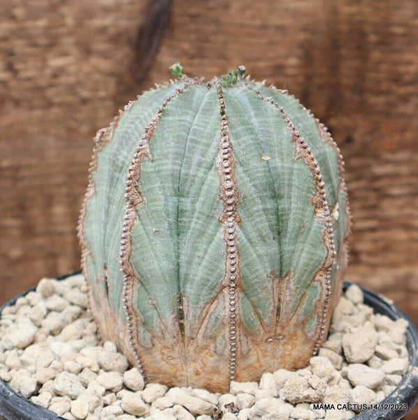 EUPHORBIA OBESA ARROW OLD