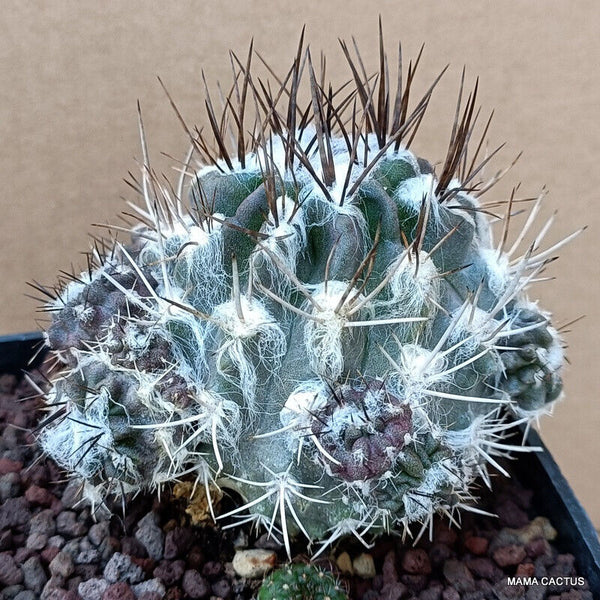 NEOPORTERIA ECHINUS V. FLOCCOSA