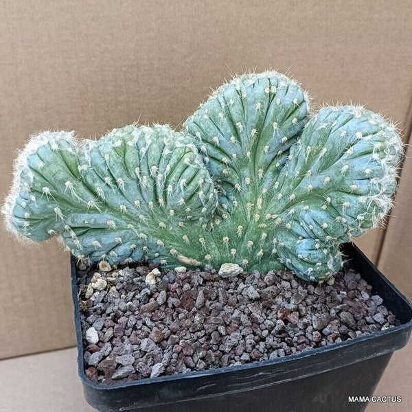 PILOSOCEREUS AZUREUS CRESTED