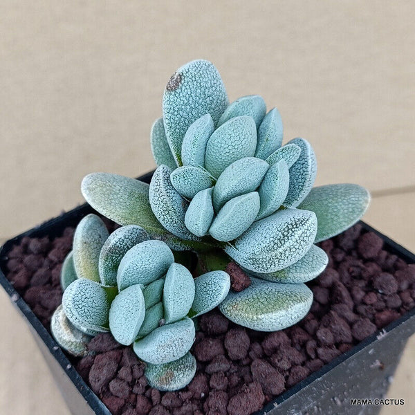 CRASSULA TECTA