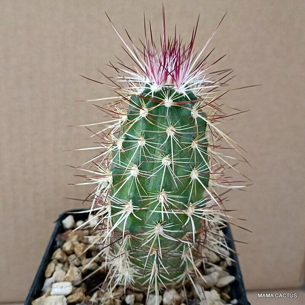 A8447 ECHINOCEREUS CLORANTUSV. CILINDRICUS pot9-H11-W5 cm MaMa Cactus