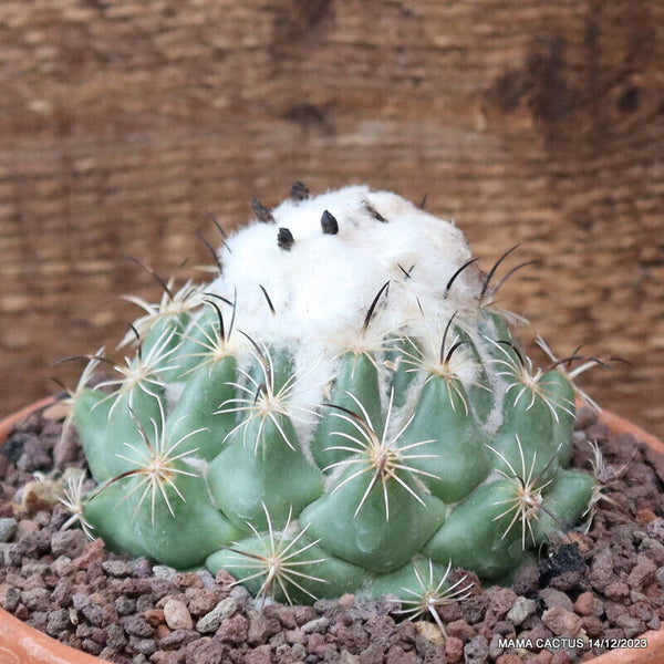 D2891 CORYPHANTHA CORNIFERA pot14-H5-W9 cm MaMa Cactus