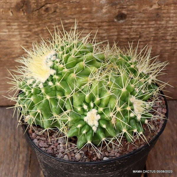 ECHINOCACTUS GRUSONII CLUSTER