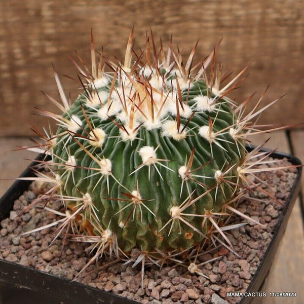 ECHINOFOSSULOCACTUS LAMELLOSUS