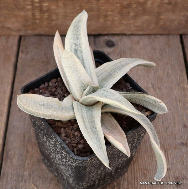 D1767 GASTERIA VERRUCOSA VARIEGATED WHITE pot10-H10-W21 cm MaMa Cactus