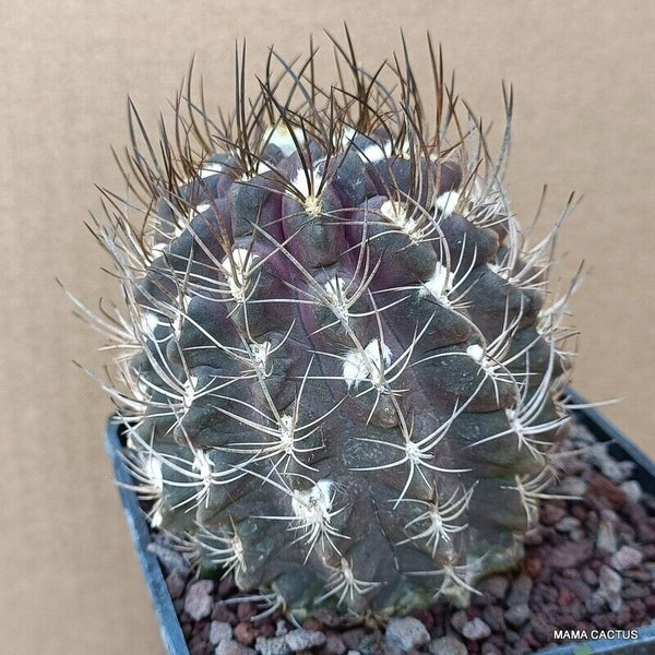 NEOPORTERIA OCCULTA