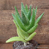 ALOE MITRIFORMIS VARIEGATED