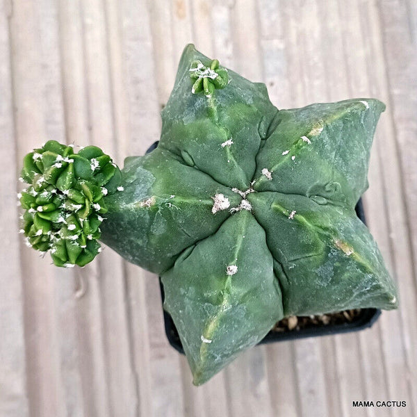 ASTROPHYTUM FUKURYU MONSTER