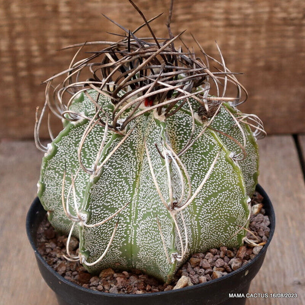 ASTROPHYTUM CAPRICORNE NIVEUM