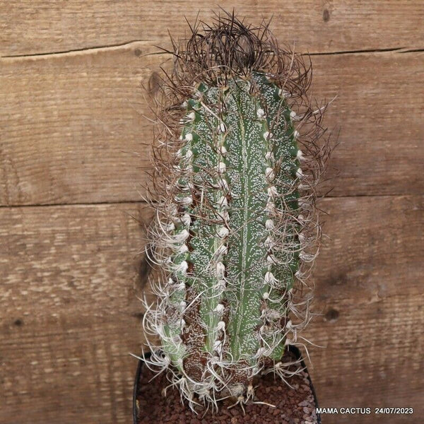 ASTROPHYTUM CAPRICORNE OLD