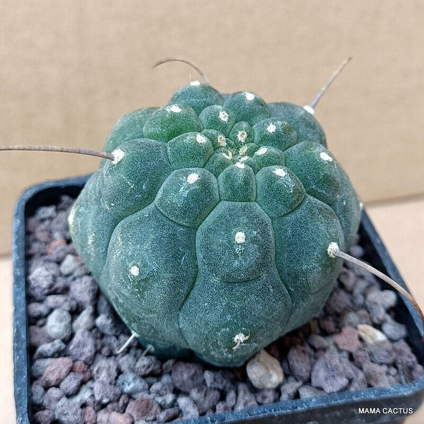 MATUCANA MADISONIORUM