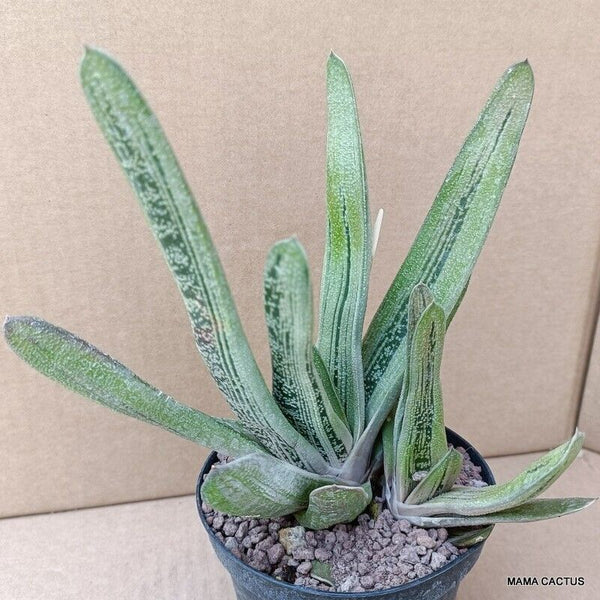 A9862 GASTERIA VERRUCOSA pot10-H18-W16 cm MaMa Cactus 2nd