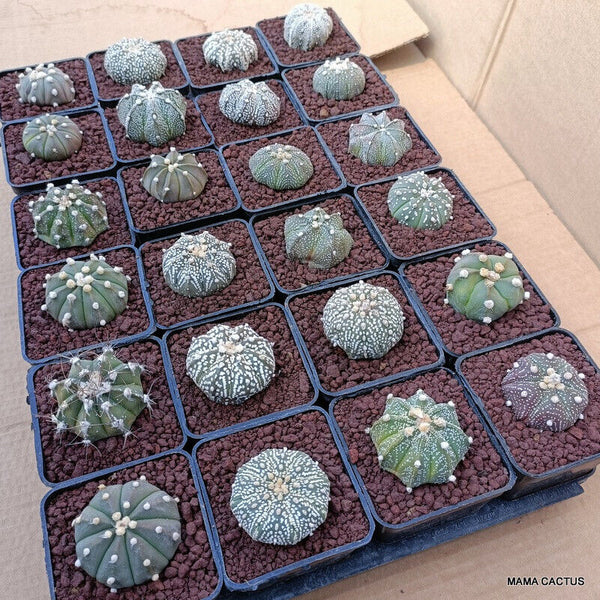 24 X ASTROPHYTUM SUPERKABUTO