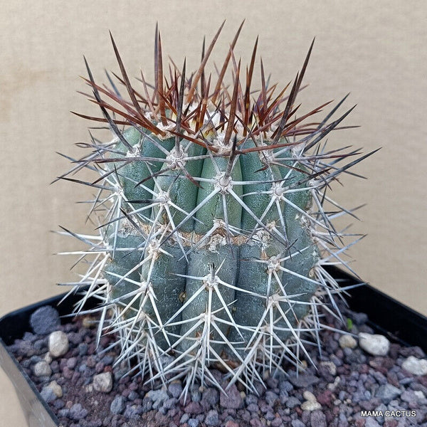 COPIAPOA MARGINATA