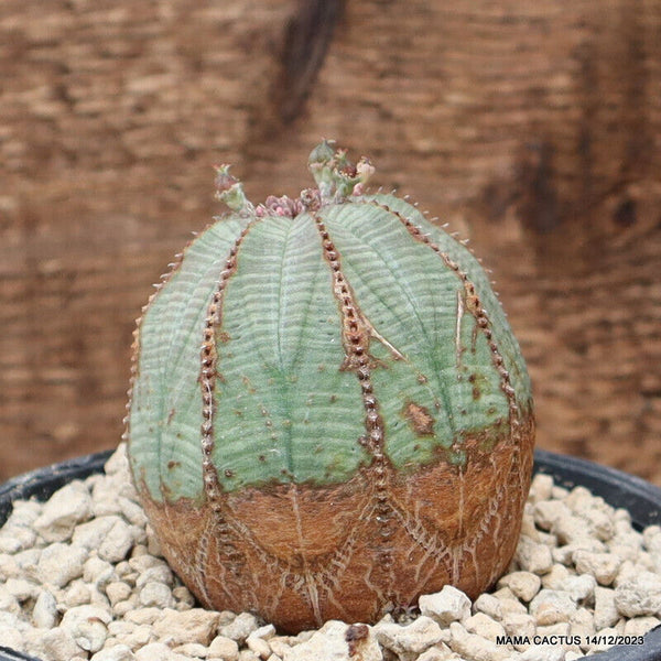 EUPHORBIA OBESA ARROW OLD