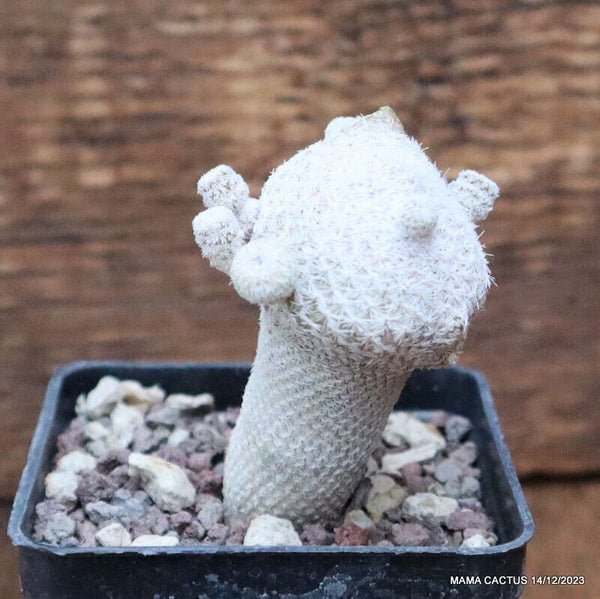 EPITHELANTHA MICROMERIS MONSTER