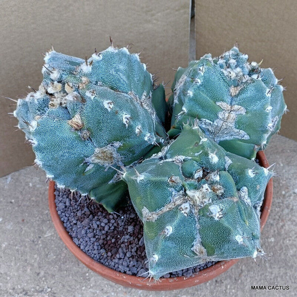 ASTROPHYTUM MYRIOSTIGMA MONSTER