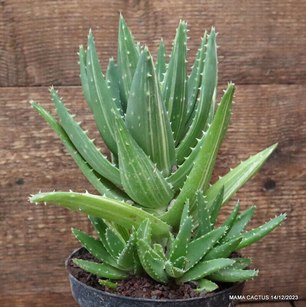 ALOE MITRIFORMIS VARIEGATED