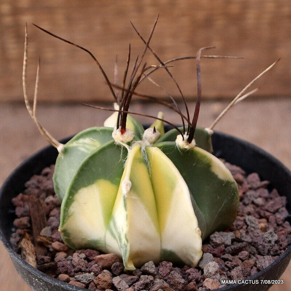 ASTROPHYTUM CAPRICORNE VARIEGATED