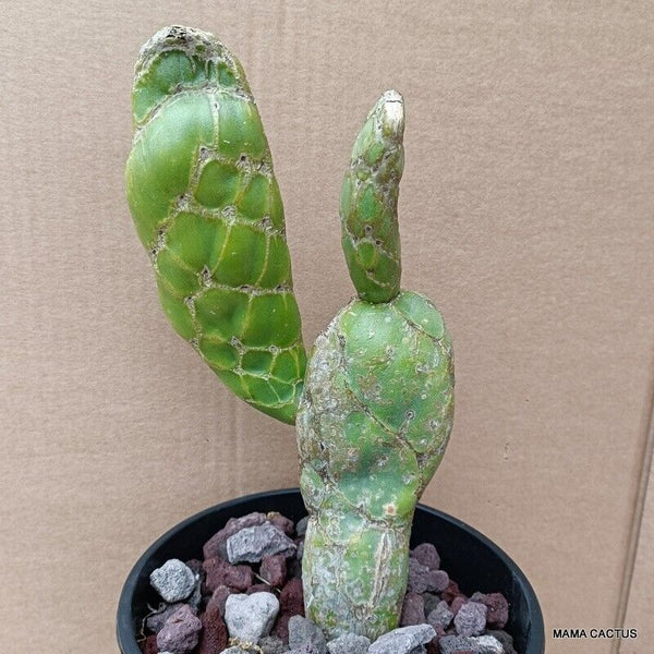 D1636 OPUNTIA FASCIATA COBRA pot 16 cm H 24 cm W 12 cm MaMa Cactus