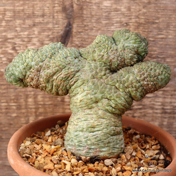 M1 RARE TRICHOCAULON CACTIFORME CRESTED OLD pot14-H12-W16 cm MaMa Cactus